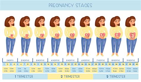 Diagram Of Stages Of Pregnancy