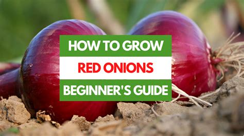 How to Grow Red Onions - A Beginner's Guide - Gardening Eats