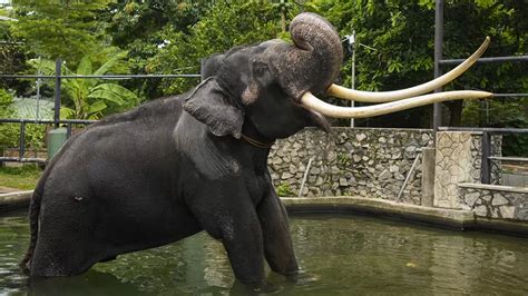 Sri Lanka: Elephant Gifted By Thai Royal Family Gets Treated