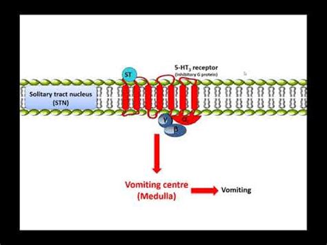 Metoclopramide: Mechanism of action - YouTube