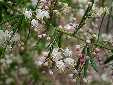 A close up of the Asparagus Fern flowers! Asparagus Fern, Garden Center, Ferns, Flowers, Nature ...