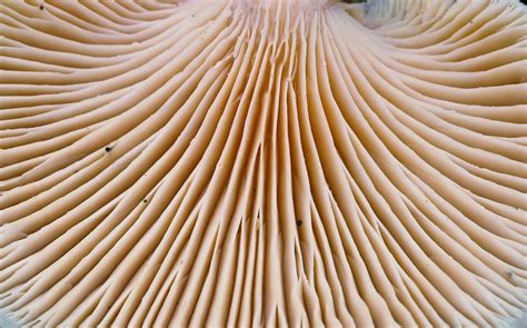 Underside of a Mushroom Photograph by Michelle Bridges | Pixels