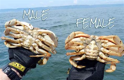 Male Vs Female Crab: 5 Differences | ouachitaadventures.com