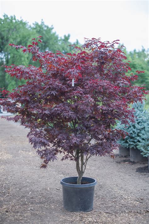 MAPLE BLOODGOOD JAPANESE For Sale in Boulder Colorado