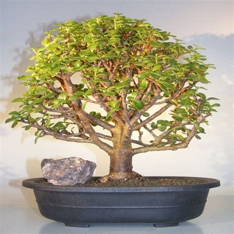 Jade Bonsai Formal Upright Style - Plant - KS GARDEN NURSERY