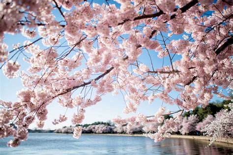 2024 Washington DC Cherry Blossom Peak Bloom Forecasts