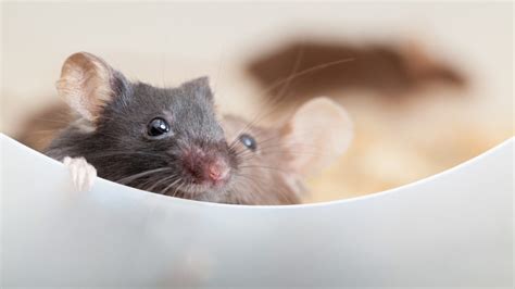 The trouble with mice as behavioral models for Alzheimer's | STAT