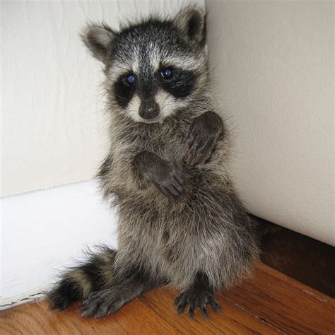 Cute Baby Raccoon Photos - Raccoon Photographs Pictures & Images