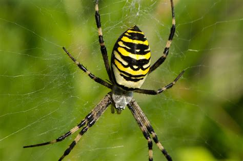 New spider species spotted on Common | Chorleywood Magazine