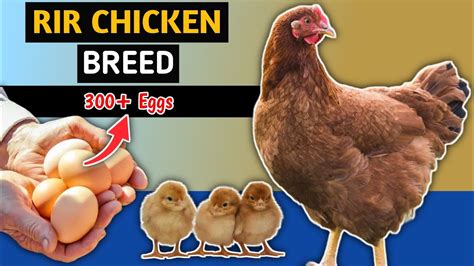 RIR Chicken Breed👌| Best Dual-Purpose American Chicken | Backyard Chicken Farming - YouTube