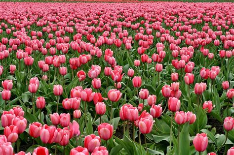 Tulips Flowers Field - Free photo on Pixabay