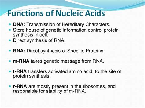 Nucleic Acid Function