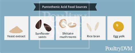 Pantothenic acid deficiency in Chickens: Signs, Treatment & Prevention