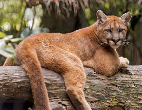 Endangered Florida Panther, Kitten Killed By Vehicle