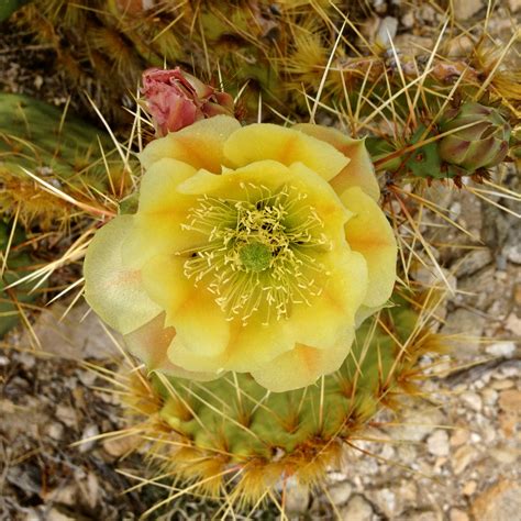 Desert Cacti – CALIFORNIA HIKING