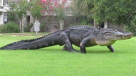 Massive alligator spotted on South Carolina golf course - ABC13 Houston