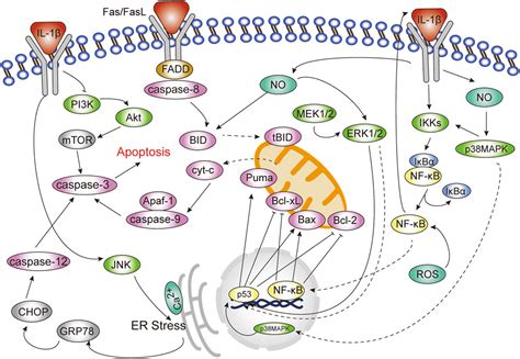 Role of signal transduction pathways in IL‐1β‐induced apoptosis: Pathological and therapeutic ...