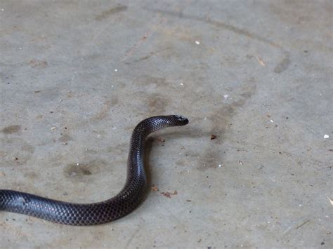 Eastern Small-eyed Snake — Murwillumbah Snake Catchers