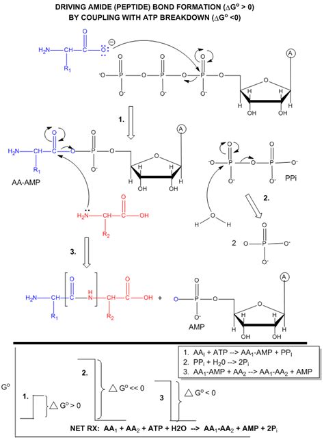 13.3: Phosphoryl Group Transfers and ATP - Biology LibreTexts