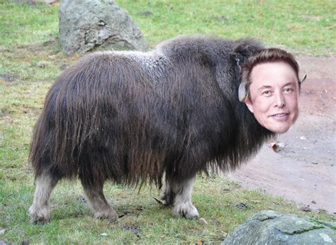 Elon Musk-ox : r/puns