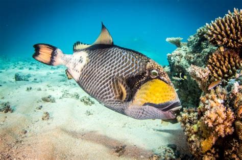 titan-triggerfish - Great Barrier Reef Diving