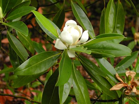 Magnolia virginiana – Rachels Native Plants