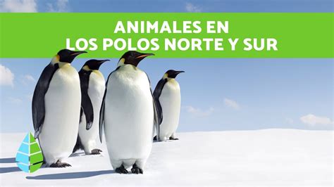 ANIMALES del POLO NORTE y del POLO SUR - Animales de los POLOS - YouTube