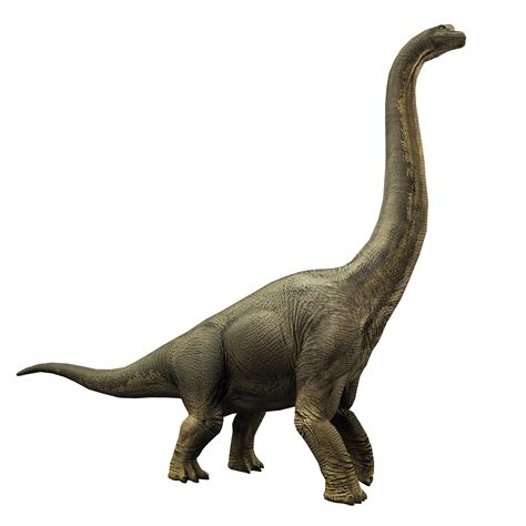 Brachiosaurus history and some interesting facts