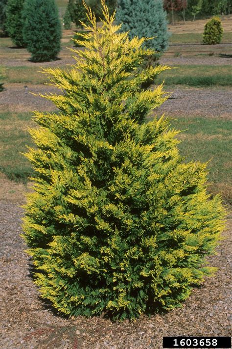 Leyland cypress (x Cupressocyparis leylandii)