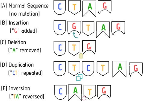 How to find mutation in dna sequence | doctorvisit