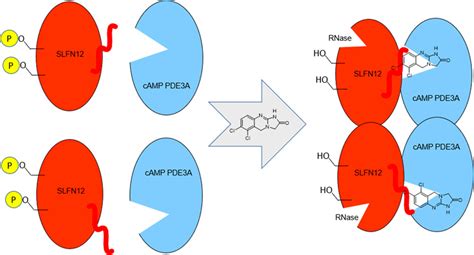 Anagrelide: A Clinically Effective cAMP Phosphodiesterase 3A Inhibitor with Molecular Glue ...