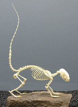 Skunk - Wikipedia, the free encyclopedia | Animal skeletons, Human skeleton anatomy, Skeleton ...