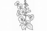Hollyhock Flower Coloring Page Graphic By Forhadx5 · Creative Fabrica sketch template