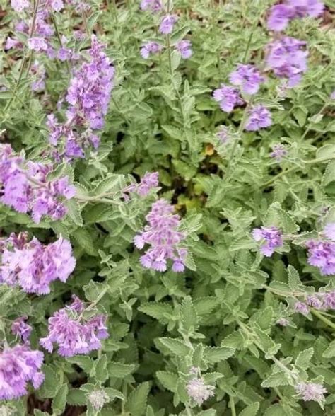 Catnip vs Catmint, Plus 9 Catnip Benefits for Humans