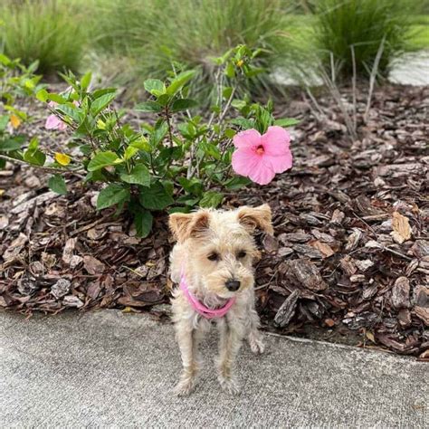 Schnoodle Size Full Grown: How Big Do Schnoodles Get? (Toy, Mini ...