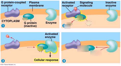 G Protein Coupled Receptors Diagram