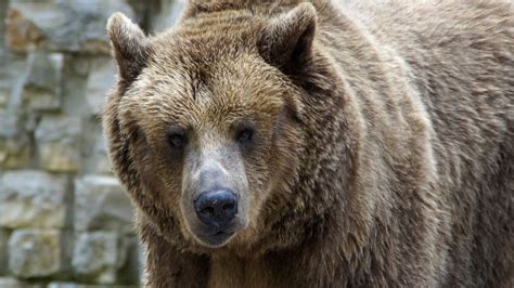 Conservation groups buy grizzly bear habitat | KECI