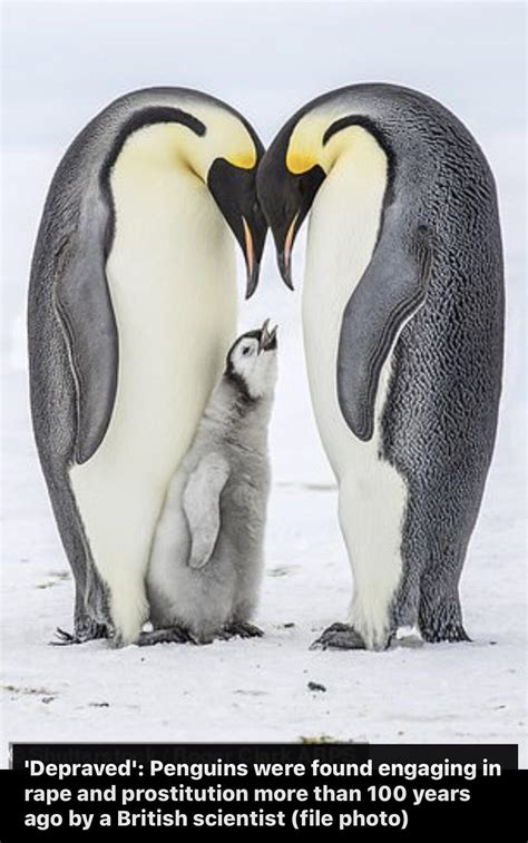 Pick up a penguin ! : FreezingFuckingCold