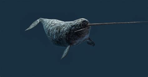 Narwhal : Strange Species