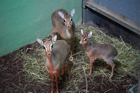 Adorable Baby Antelope Born In Spain Zoo During Lockdown - ViralTab