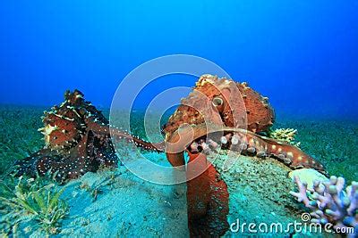 Octopus Mating Royalty Free Stock Photos - Image: 15171688