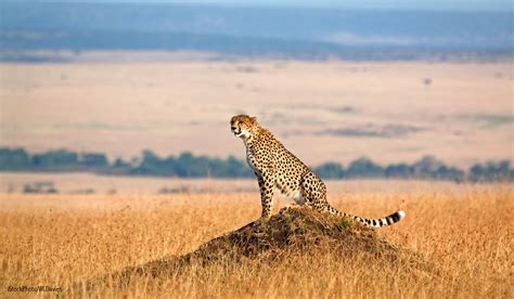 The Great Migration - Masai Mara Wildlife Photography Tour