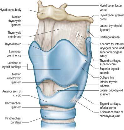 Larynx | Basicmedical Key