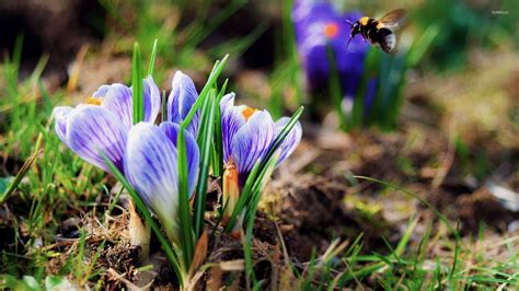 Purple crocuses wallpaper - Flower wallpapers - #34274