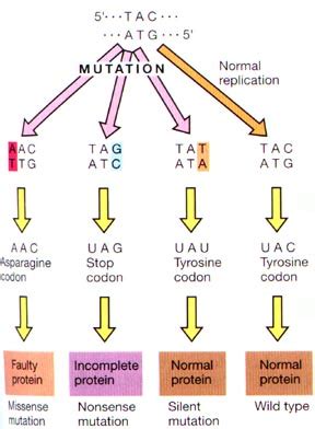 Mutation and types of mutation - Online Biology Notes