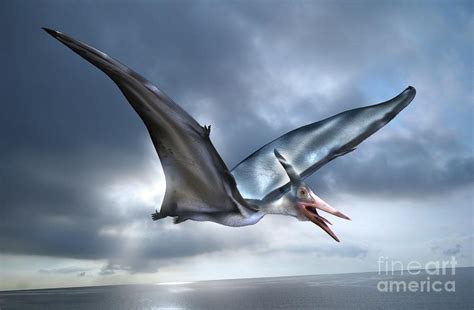 Pterosaur Flying Reptile Photograph by Masato Hattori/science Photo Library