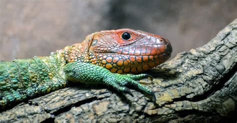 10 Types Of Amazing Green Lizards - A-Z Animals