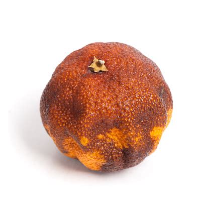 Rotten Orange Fruit Stock Photo - Download Image Now - Citrus Fruit, Close-up, Cruel - iStock