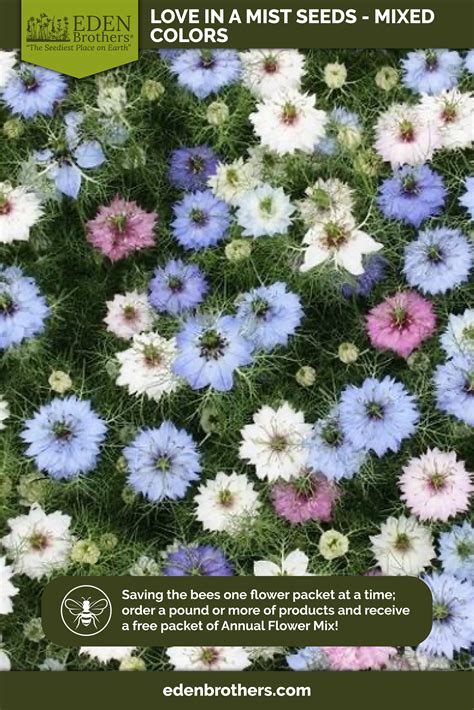 Love in a Mist Seeds - Mixed Colors | Flower Seeds in Packets & Bulk | Eden Brothers | Mists ...