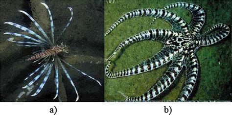 Mimic Octopus Flatfish